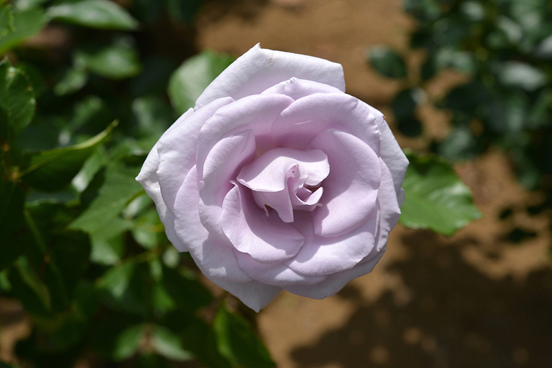 image0295