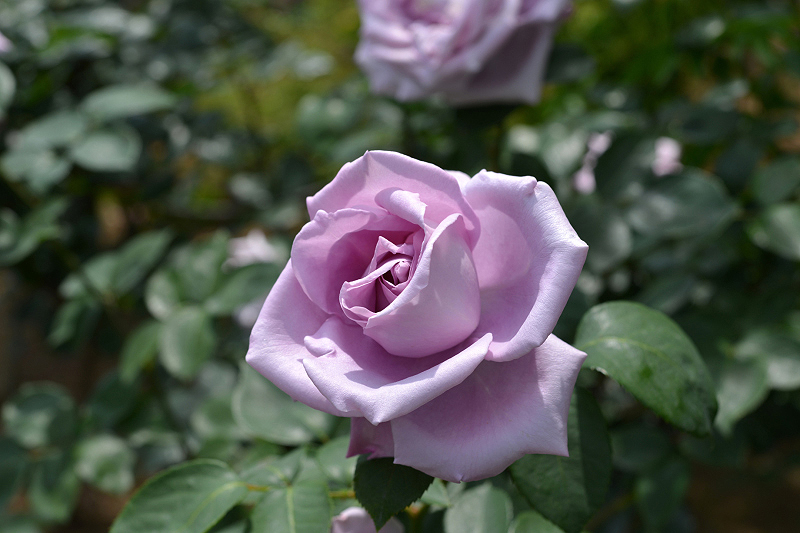 image0296
