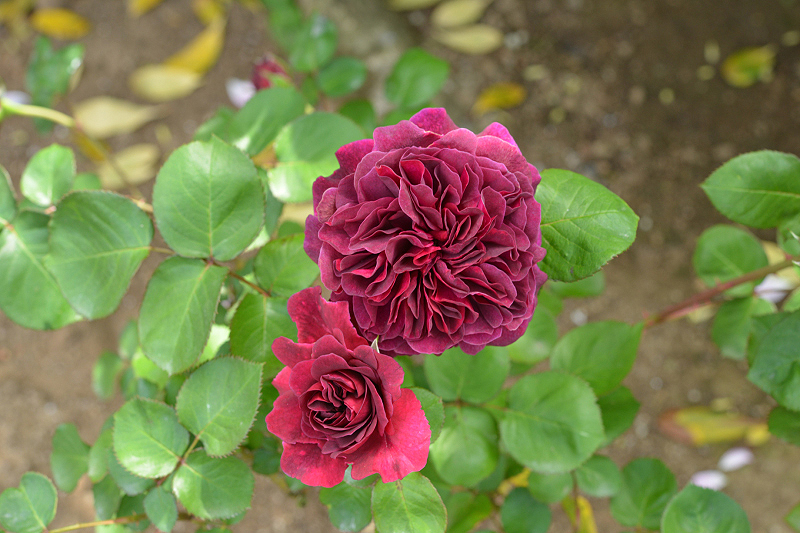 image0298