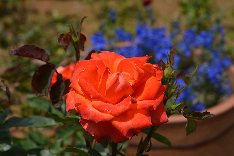 image0299