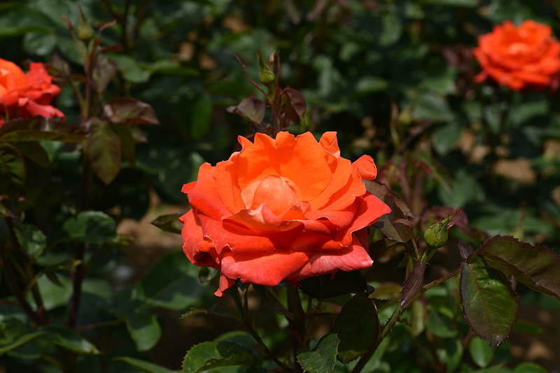 image0302