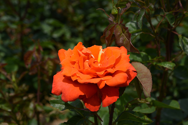 image0303