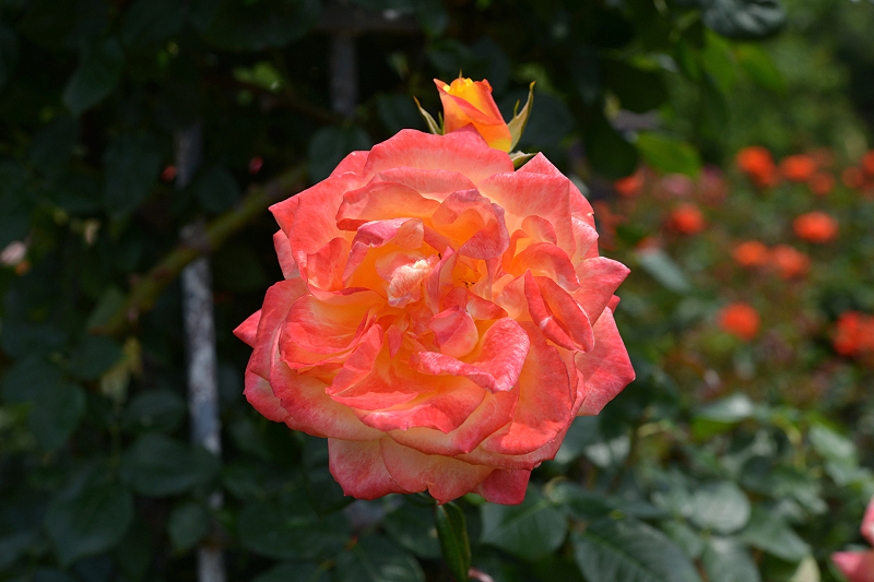 image0305