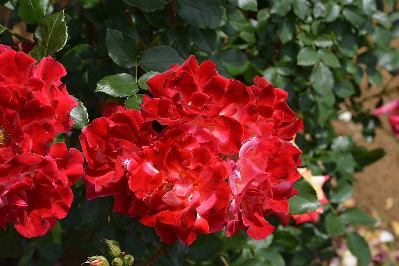 image0306