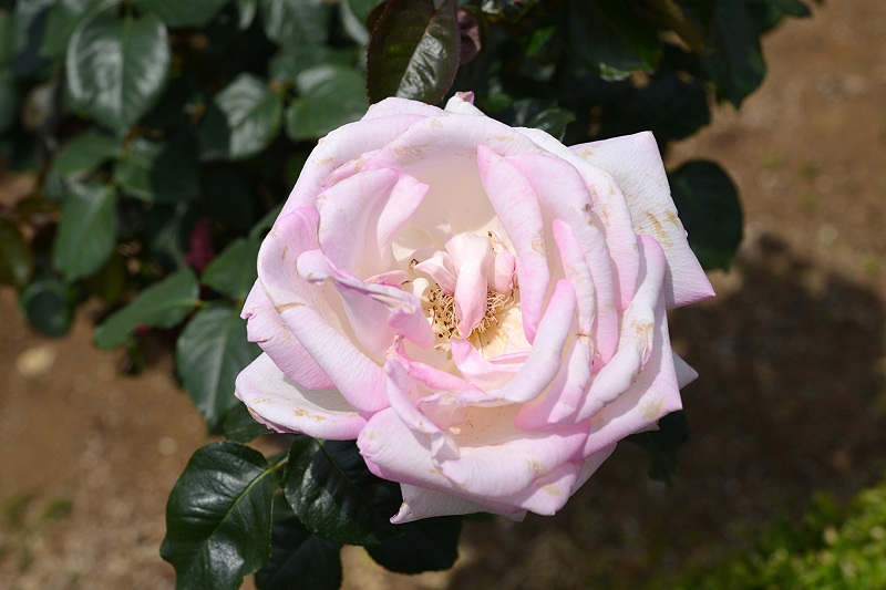 image0307