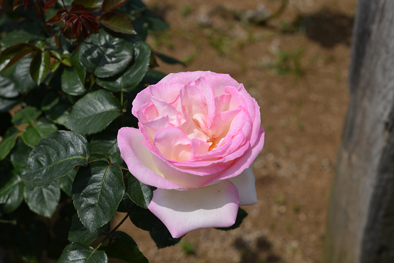 image0308