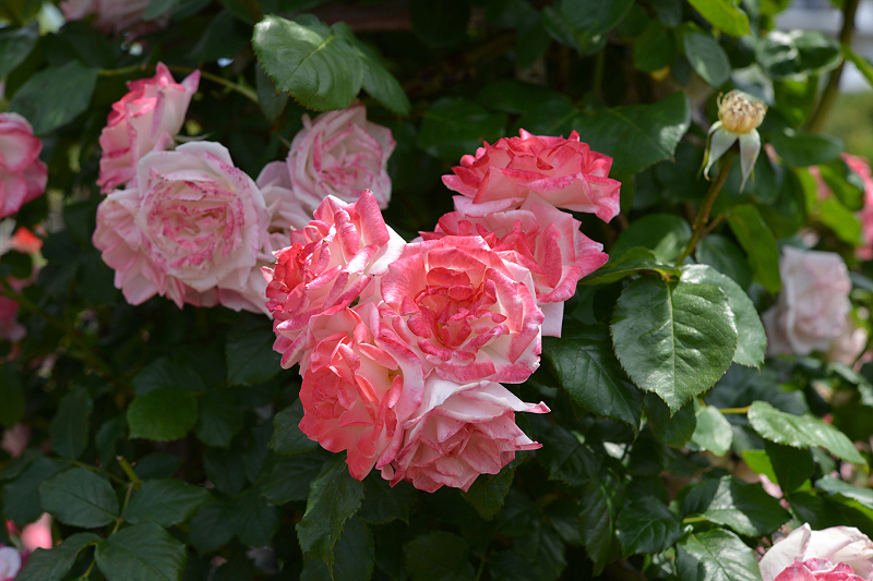 image0309