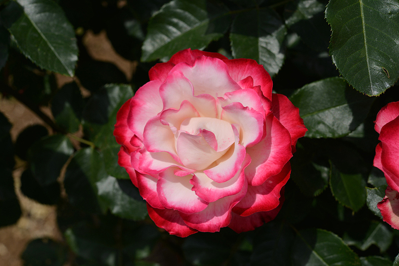image0310