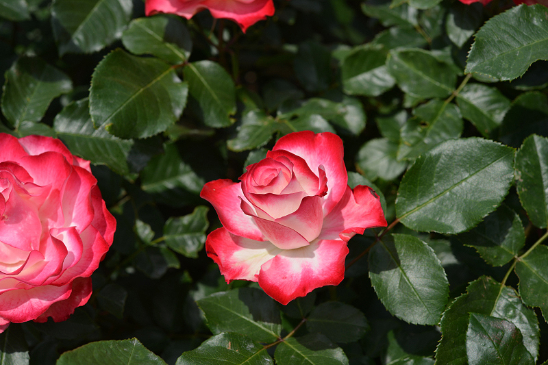 image0312