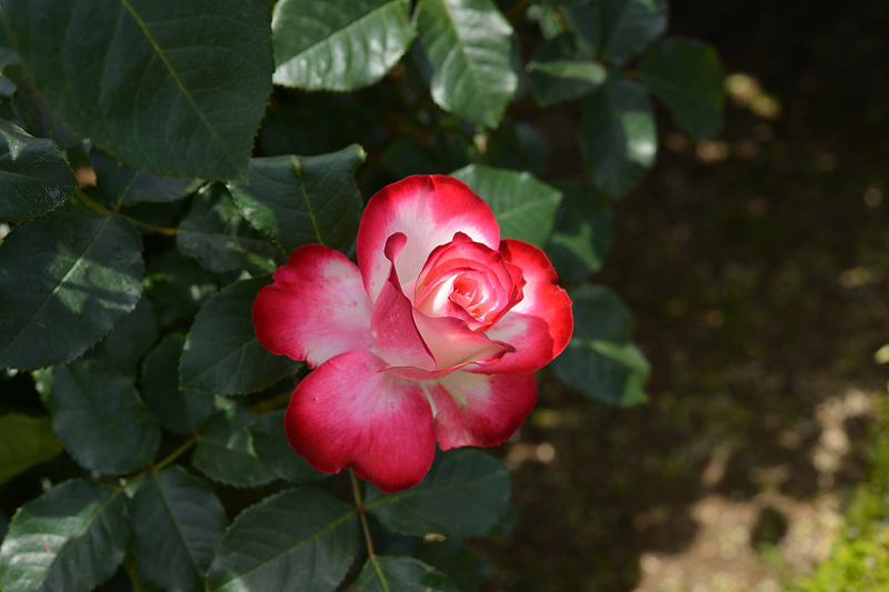 image0316