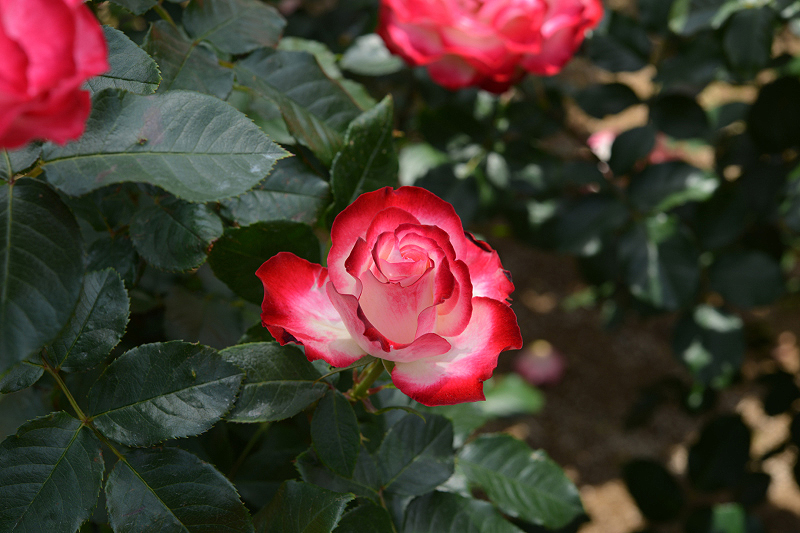 image0321