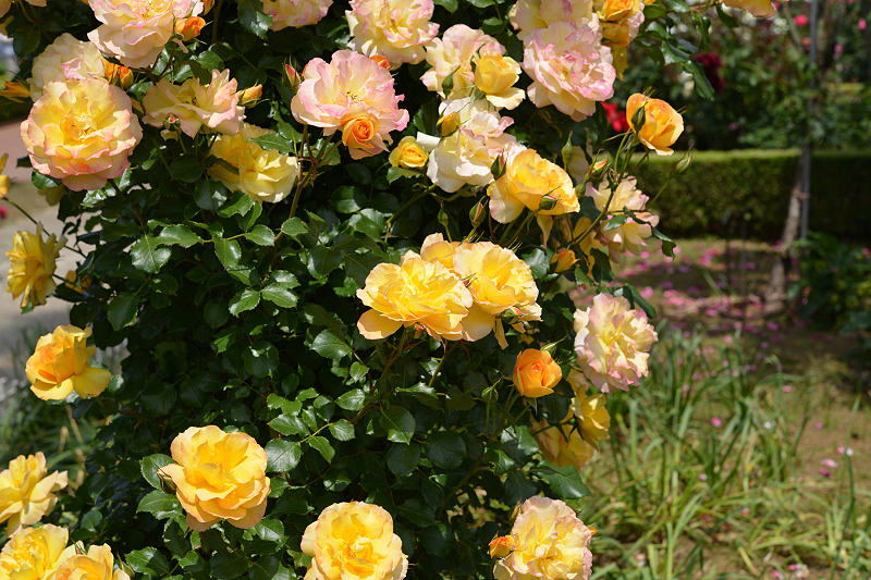 image0323
