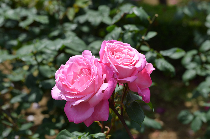 image0333