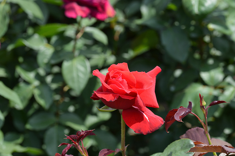 image0337