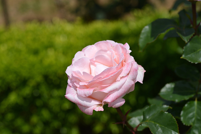 image0339