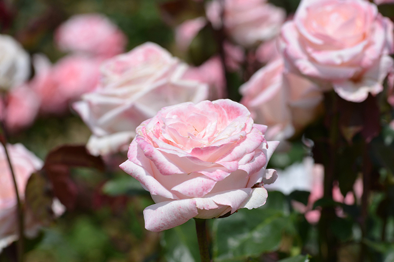 image0341