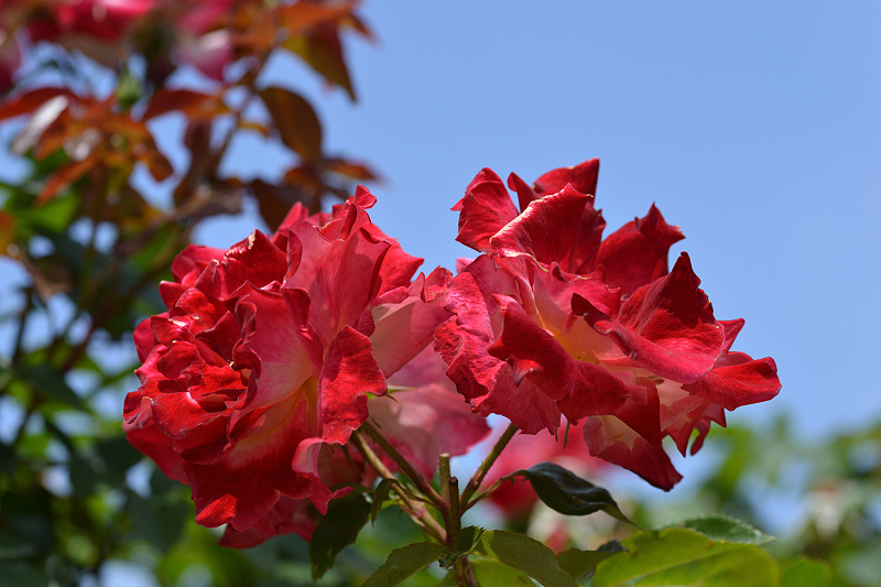 image0342