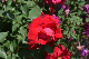 image0160