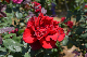 image0161
