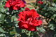 image0162