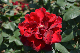image0163