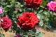 image0164