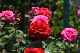 image0165