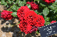 image0167