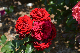 image0169