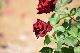 image0175