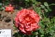 image0183