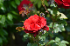 image0185