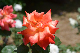 image0189