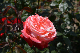 image0190
