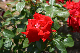 image0191