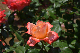 image0194