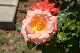 image0195