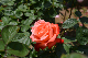 image0199