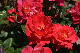 image0205