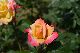 image0206