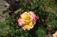 image0207