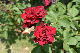 image0208