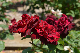 image0209