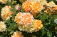 image0214