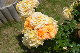image0215
