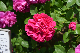 image0217