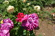 image0218