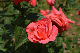 image0221