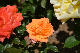 image0223