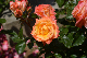 image0224